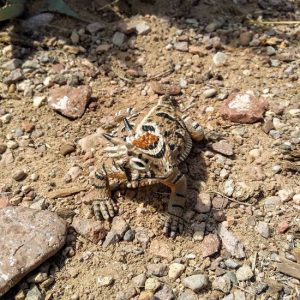 Horned Lizard Toy