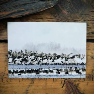 Ducks in the Mist Notecard
