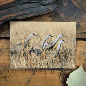 Cranes in the Grass Notecard