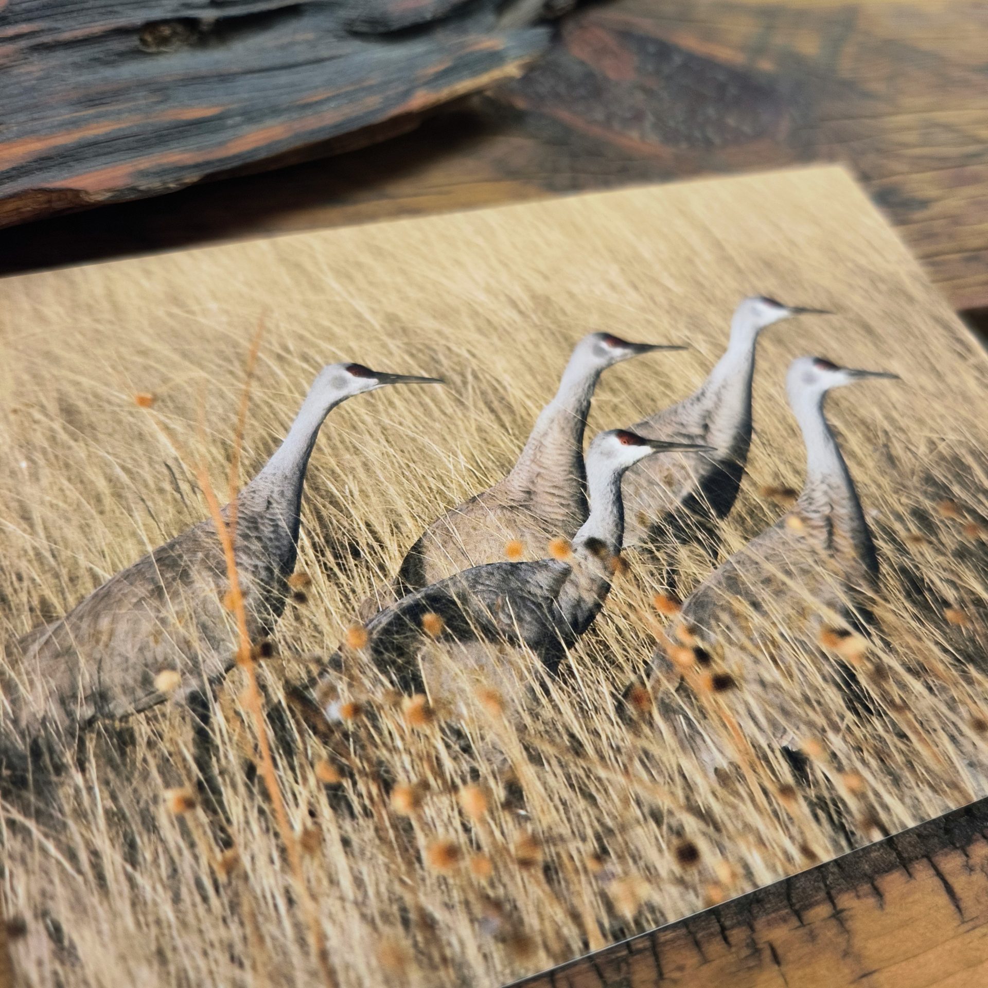 Cranes in the Grass Notecard - Image 2