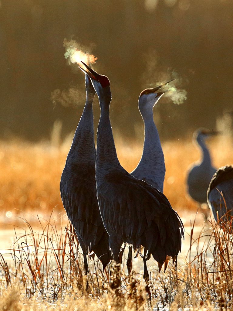 1st place winner 2022 | Sandhill crane category | Photo by Jonathan Dowell