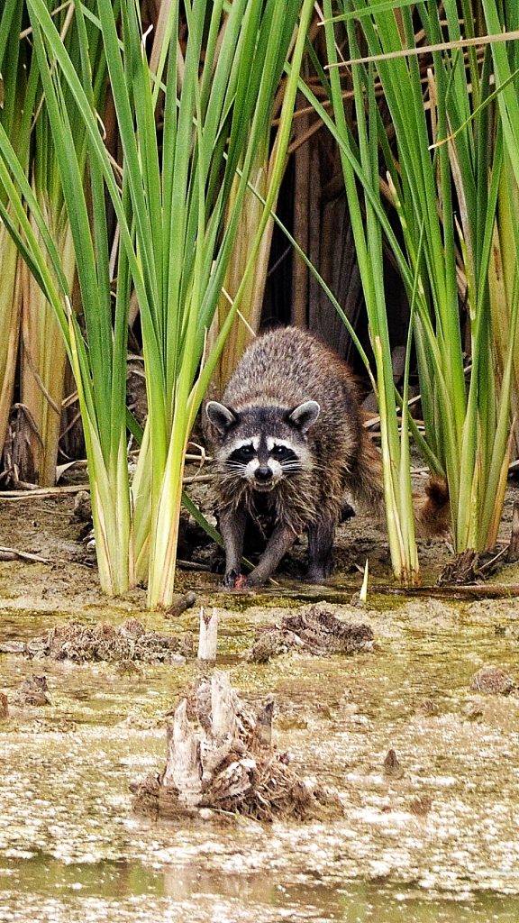 1st place winner 2022 | Wildlife category | Photo by Mary Holmes