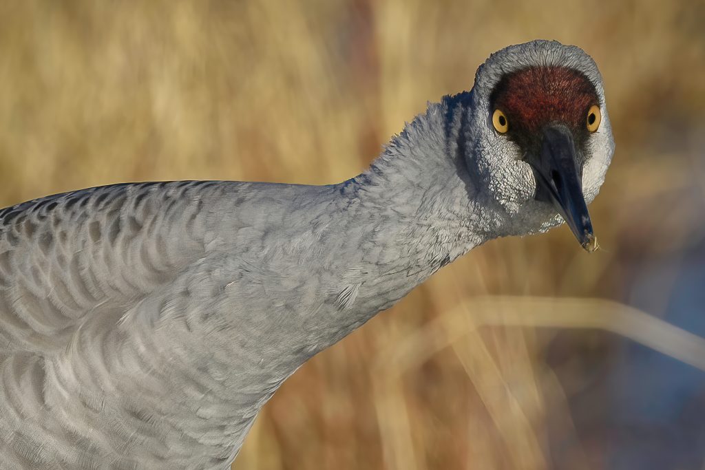 2nd place winner 2022 | Sandhill crane category | Photo by Steven Aicinena