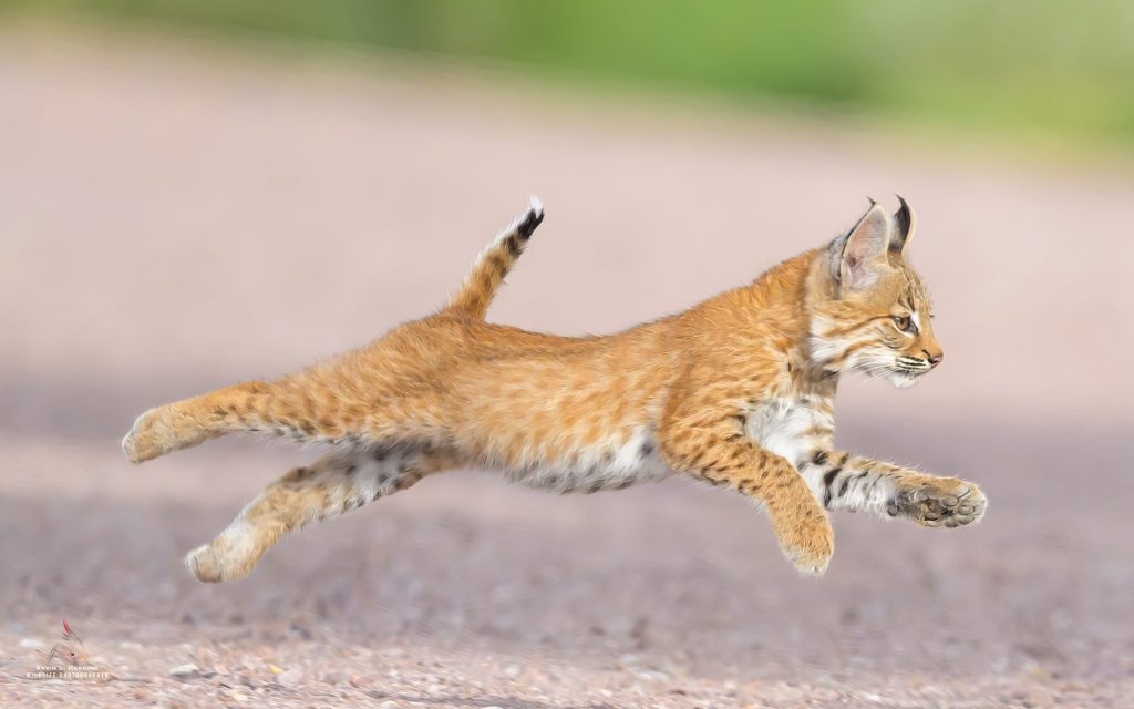 1st place winner 2024 | Wildlife category | Photo by Kevin Harding