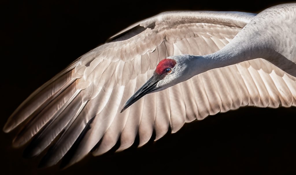 1st place winner 2024 | Sandhill crane category | Photo by Paul Brewer