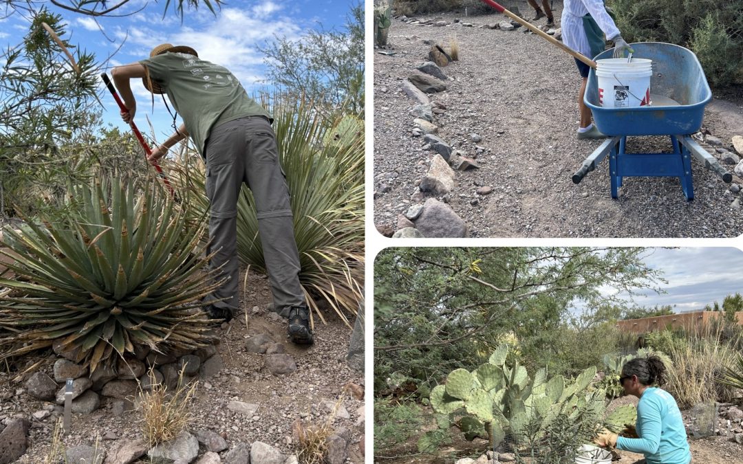 Volunteers Keep Native Plants Happy and Healthy in Desert Arboretum & Beyond