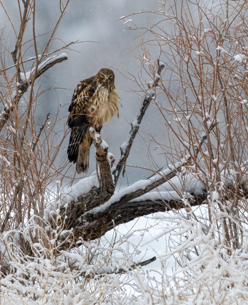 1st place winner 2025 | Wildlife category | Photo by Pam Dorner