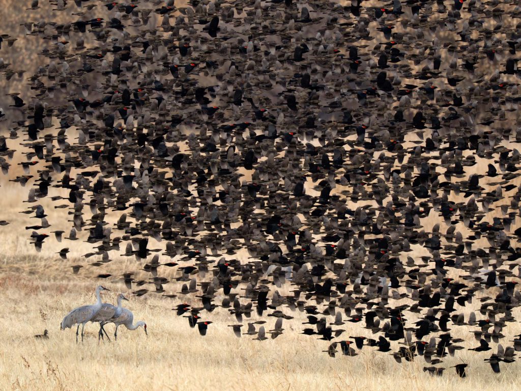 2nd place winner 2025 | Sandhill Crane category | Photo by Jacqueline Burke