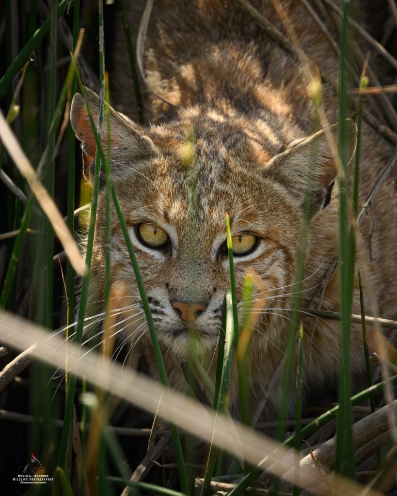 2nd place winner 2025 | Wildlife category | Photo by Kevin Harding