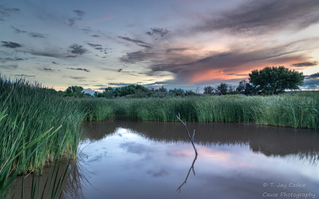 A Beloved Wetland Needs A Hand… or Two